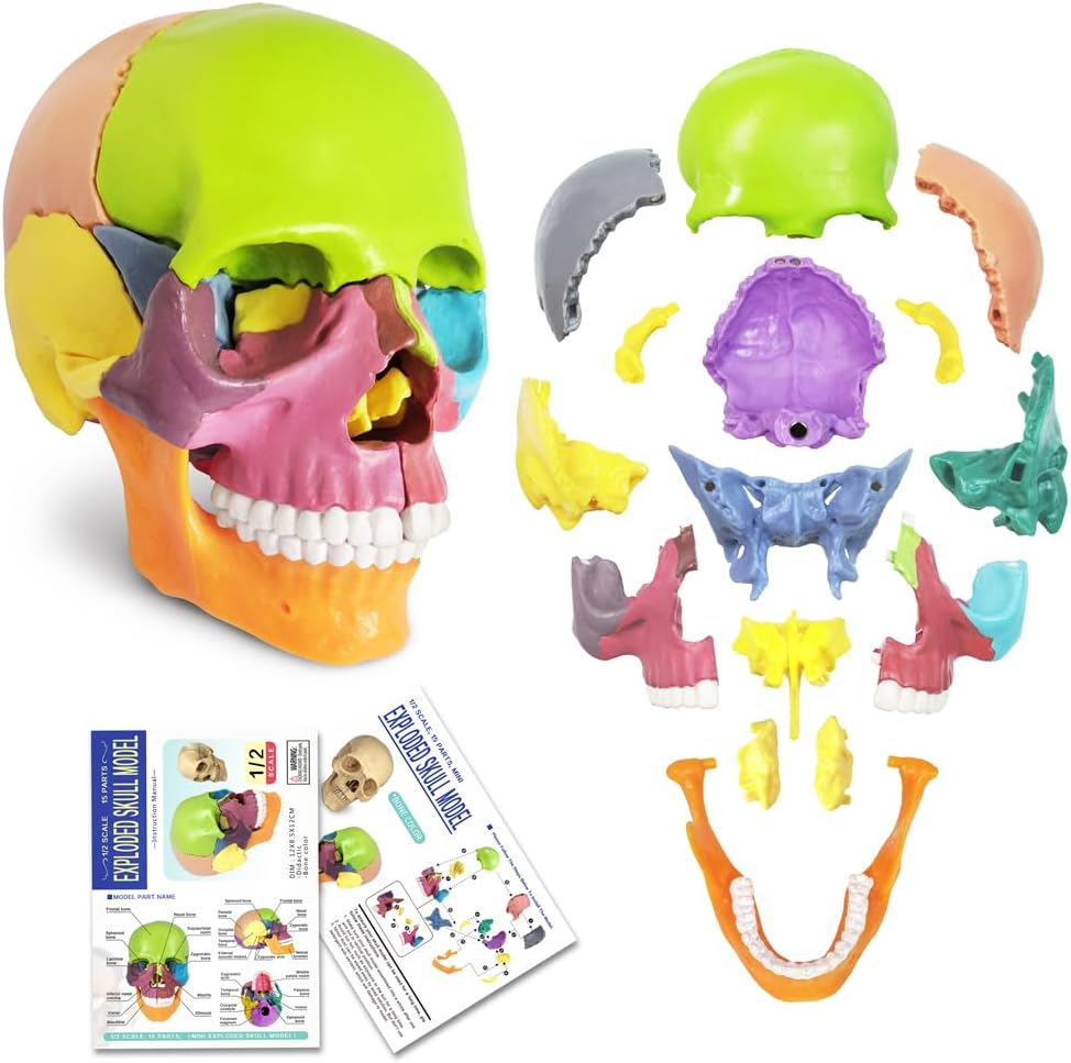 Exploded Human Skull Anatomy Model – Model 1035 - 21ESD - American Mortuary Coolers & Equipments