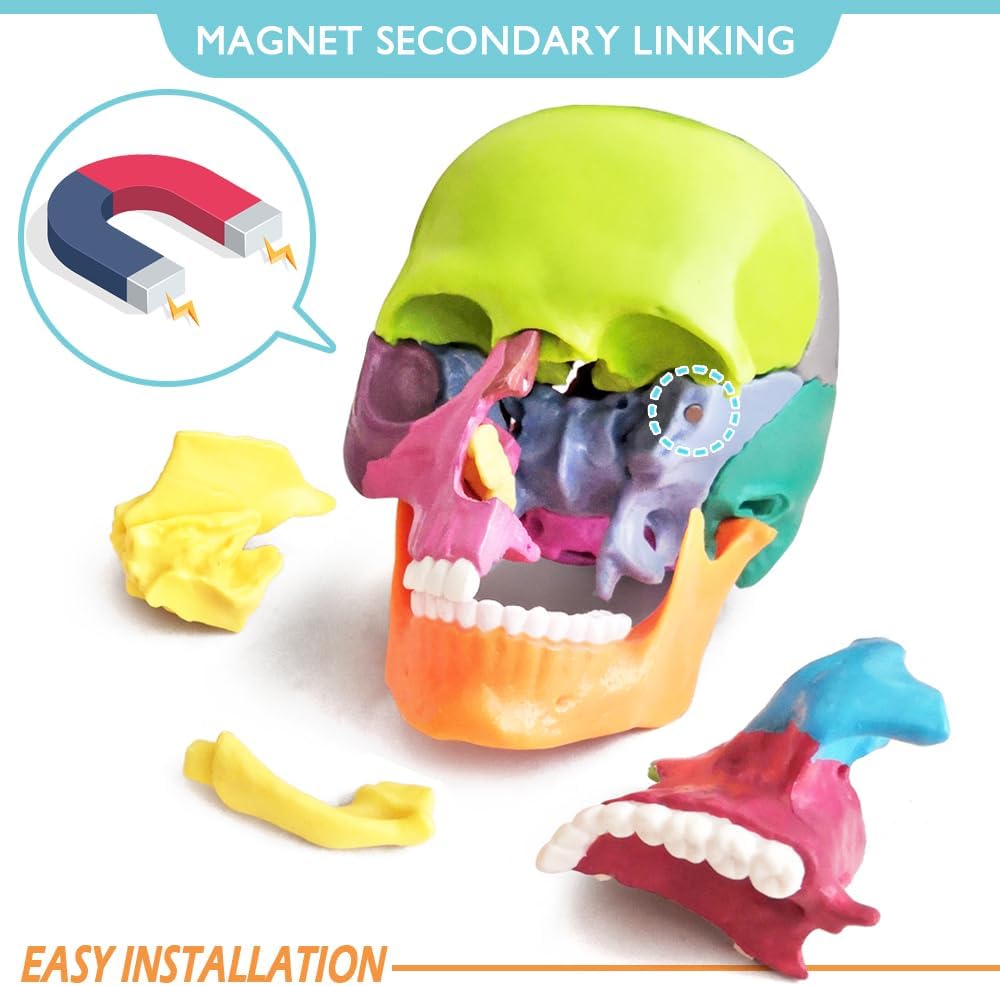 Exploded Human Skull Anatomy Model – Model 1035 - 21ESD - American Mortuary Coolers & Equipments