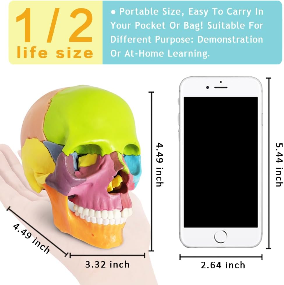 Exploded Human Skull Anatomy Model – Model 1035 - 21ESD - American Mortuary Coolers & Equipments