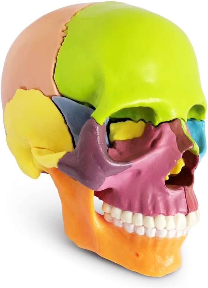 Exploded Human Skull Anatomy Model – Model 1035 - 21ESD - American Mortuary Coolers & Equipments